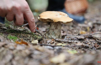Saxony: Rain gives hope to mushroom pickers
