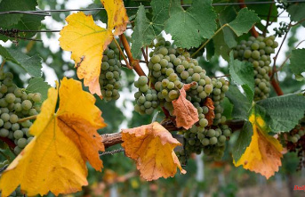 Bavaria: Franconian winegrowers officially start harvest