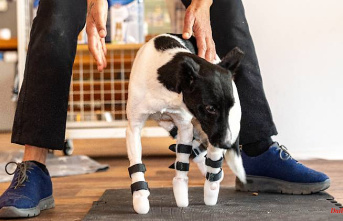 Artificial paws for Bim: Animal rights activists save war-injured dog