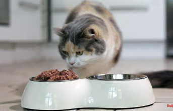 Bavaria: Police donate 60 kilos of cat food to an animal shelter