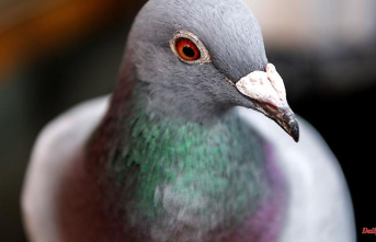 Mecklenburg-Western Pomerania: carrier pigeon takes a break on the return flight: federal police help