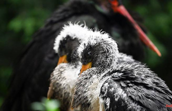 Bavaria: LBV demands: Frankenwald should become a bird sanctuary