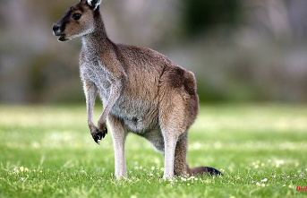 Pet attacks owner: First deadly kangaroo attack in Australia since 1936