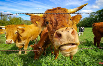 Does Green Livestock Work Miracles?: "We Need More People Eating Beef"