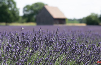 Saxony: Provence in the provinces: lavender cultivation in Lusatia