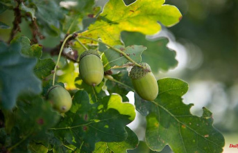 Bavaria: consequences of heat in the forest: trees bear smaller fruits