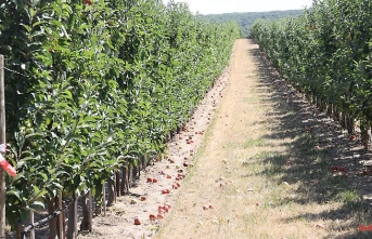 Saxony-Anhalt: Apple season: Farmers expect a poorer harvest than before