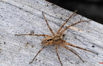 Biting, poisonous and shy: Nosferatu spiders have arrived in Germany