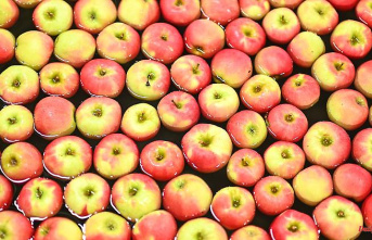 Mecklenburg-West Pomerania: The apple harvest season in Mecklenburg-West Pomerania begins