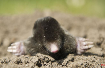 Baden-Württemberg: More dead than alive? Moles are affected by hot days