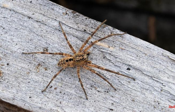 North Rhine-Westphalia: Nosferatu spider has long since arrived in NRW