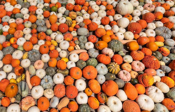 North Rhine-Westphalia: Colorful and round: pumpkins are ripe - and laid into figures