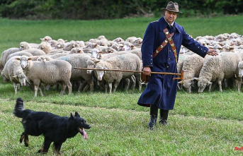 Saxony-Anhalt: state championships in sheep herding with many spectators