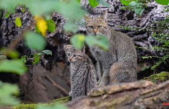 North Rhine-Westphalia: Wild cat offspring toddle through Duisburg Zoo