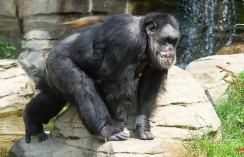 Saxony: 47-year-old chimpanzee drowned in Leipzig Zoo