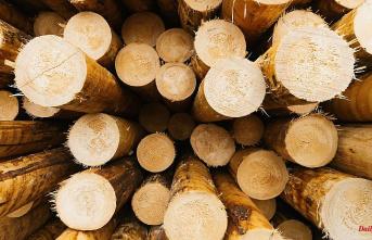 Mecklenburg-Western Pomerania: Forestry offices sell more firewood than in the previous year