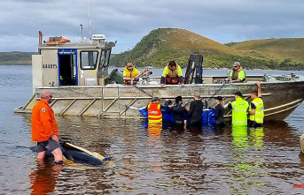 After mass deaths in Tasmania: 200 dead pilot whales are to be returned to the sea