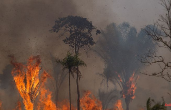 Fire for soybean cultivation: Most forest fires have been raging in the Amazon since 2012