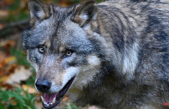 Baden-Württemberg: wolf discovered near Trochtelfingen: origin still unclear