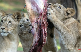 North Rhine-Westphalia: lion triplets: garland and meat for the first birthday