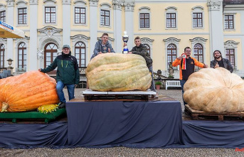 Baden-Württemberg: Europe's heavyweights come on the pumpkin scales