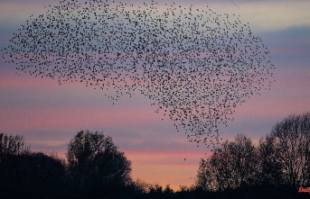 Hesse: migratory birds make their way south