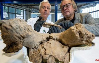 Saxony-Anhalt: Thousands of years old "shaman" back in the State Museum in Halle