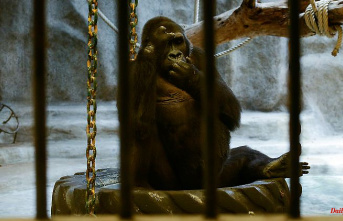 New concern for Bua Noi: Gorilla should be freed from horror zoo