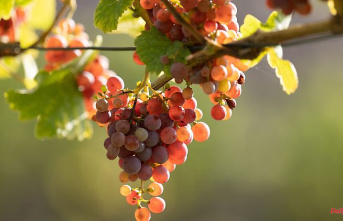 Saxony: grape harvest better than expected: vintage in the Elbe valley