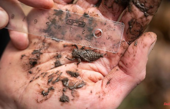 Baden-Württemberg: How do dragonfly larvae survive climate change?