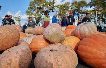 Mecklenburg-Western Pomerania: Good soil for spooky fruits: more pumpkins grown in MV