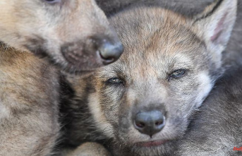 Thuringia: More wolf pups discovered in Thuringia's forests