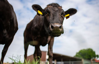 Thuringia: Case of bovine tuberculosis found in Thuringia
