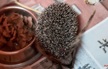 Thuringia: lack of food, cars and robotic lawn mowers: hedgehogs need help