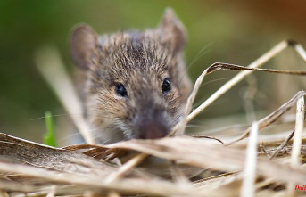 Saxony-Anhalt: Farmers complain about damage caused by field mice