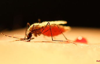 Decades-old mystery solved: why malaria mosquitoes appear out of nowhere
