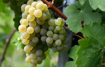 North Rhine-Westphalia: Vintage in the Siebengebirge: the first grapes have been harvested