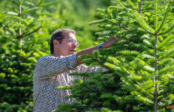 North Rhine-Westphalia: Christmas tree prices stable: enough supply despite the drought