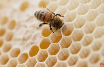 Hesse: Honey harvest better than 2021 despite drought