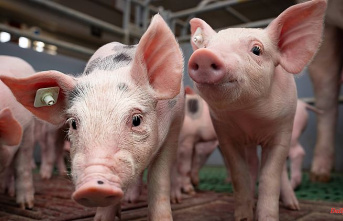 "Good day for consumers": Cabinet approves animal welfare label for pigs