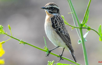 Thuringia: "Bird of the Year" Whinchats very rare in Thuringia