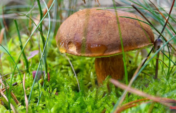 North Rhine-Westphalia: The state of North Rhine-Westphalia sees no trend towards mushroom theft in the forest