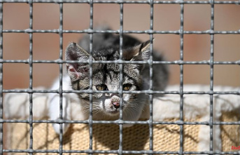 Baden-Württemberg: Land worries about the situation of animal shelters: consultations