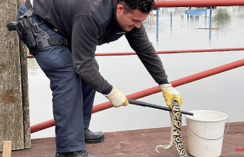Hesse: royal python sunbathes on the jetty - police operation