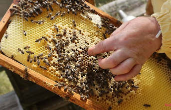 Bavaria: Beekeepers harvest more than last year, but below the national average