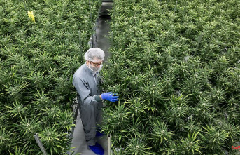 Big business with cannabis?: "Returns like growing tomatoes and cucumbers"
