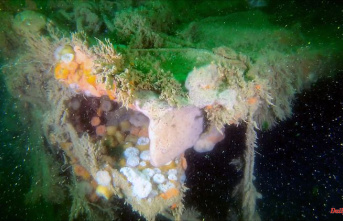 Explosives and heavy metals: What a World War II wreck does in the North Sea