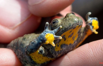 Baden-Württemberg: Yellow-bellied toads need puddles in lanes to survive