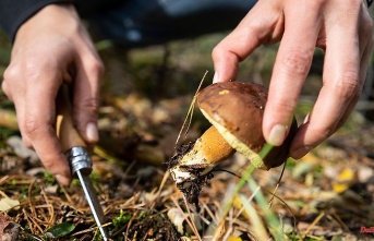 North Rhine-Westphalia: forest owners complain about commercial mushroom pickers: forest damage