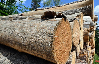 Thuringia: Three million cubic meters of damaged wood in Thuringian forests